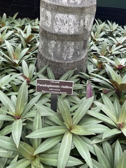 Pseudophoenix vinifera