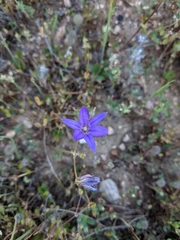 Brodiaea jolonensis