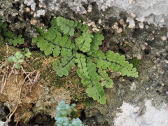 Asplenium petrarchae