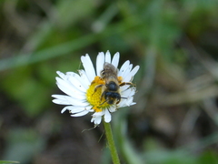 Andrena denticulata