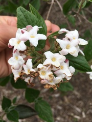 Viburnum × burkwoodii