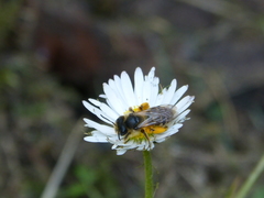 Andrena denticulata