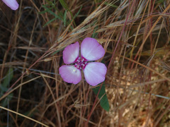 Clarkia cylindrica