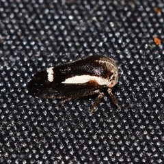 Ophiderma flavicephala