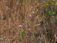 Clarkia cylindrica