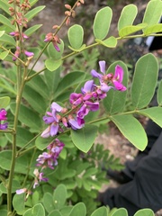 Lespedeza thunbergii