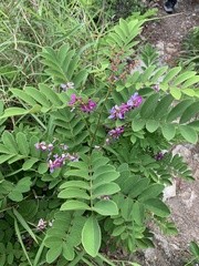 Lespedeza thunbergii