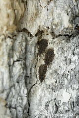 Aradus hieroglyphicus