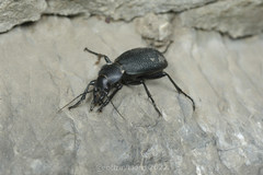Carabus brandti