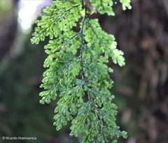 Hymenophyllum plicatum
