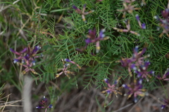Astragalus muelleri