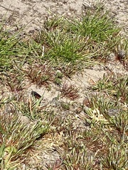 Sphecodes albilabris