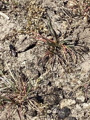 Sphecodes albilabris