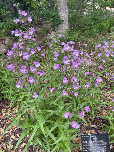Penstemon tenuis