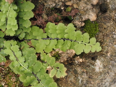 Asplenium petrarchae