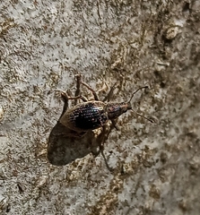 Sciaphobus squalidus