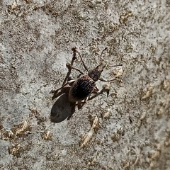 Sciaphobus squalidus