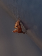 Araneus diadematus