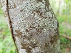 Pertusaria leioplaca