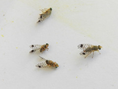 Euarestoides acutangulus