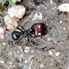 Messor barbarus