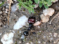 Messor barbarus