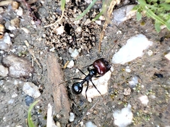 Messor barbarus