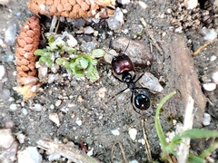 Messor barbarus