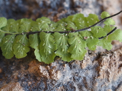 Asplenium petrarchae
