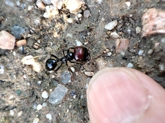 Messor barbarus