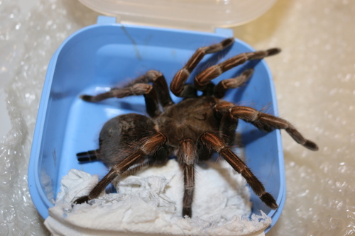 género Lasiodorides · NaturaLista Colombia