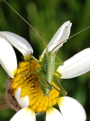 Tettigonia viridissima