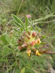 Anthyllis vulneraria maura