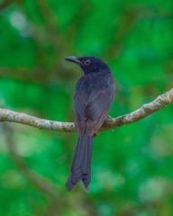 Dicrurus andamanensis