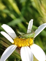 Tettigonia viridissima