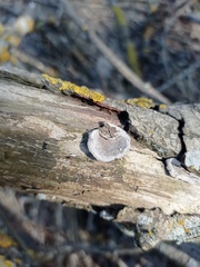 Phellinus laevigatus