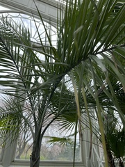 Pseudophoenix vinifera