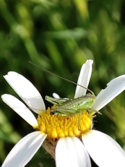 Tettigonia viridissima