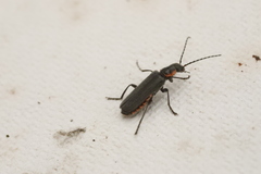 Cantharis pulicaria