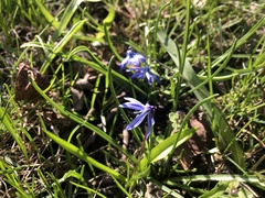 Scilla siberica