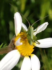 Tettigonia viridissima