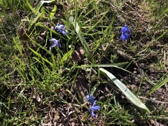 Scilla siberica