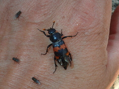 Nicrophorus marginatus