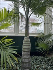 Pseudophoenix vinifera