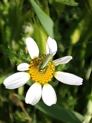Tettigonia viridissima