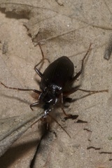 Limodromus