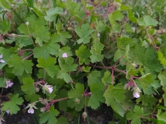 Geranium rotundifolium