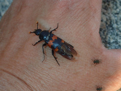 Nicrophorus marginatus