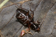 Limodromus