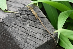 Takydromus viridipunctatus